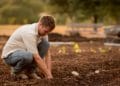 Money does grow on them! Planting trees could benefit economy by £366 million and create 36,000 jobs