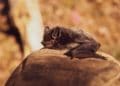 Building Your Dream Home: What To Do If You Find Bats On Your Land