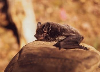 Building Your Dream Home: What To Do If You Find Bats On Your Land