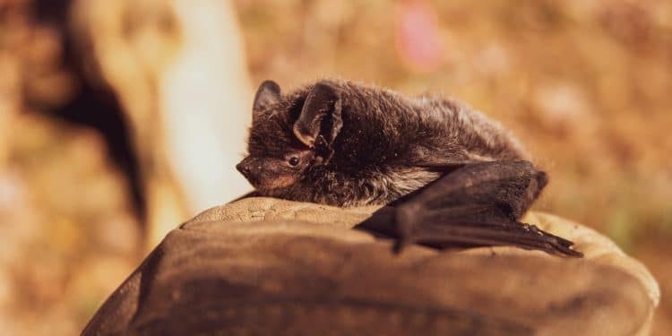 Building Your Dream Home: What To Do If You Find Bats On Your Land