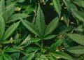 Everything you need to know about joining the cannabis industry