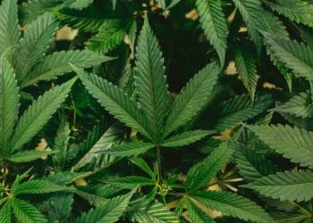 Everything you need to know about joining the cannabis industry