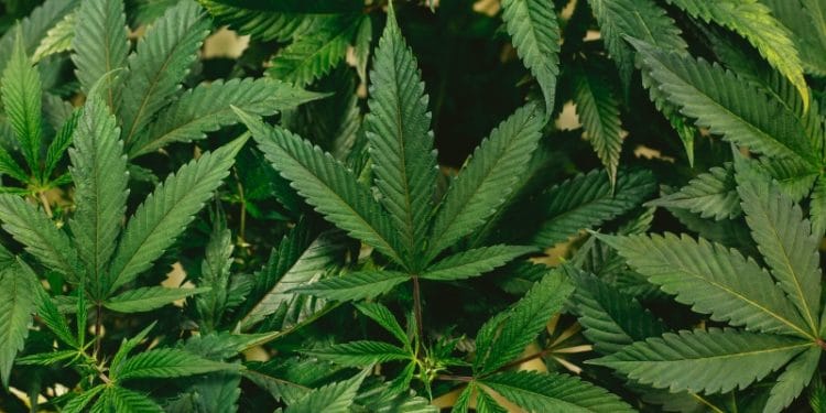 Everything you need to know about joining the cannabis industry