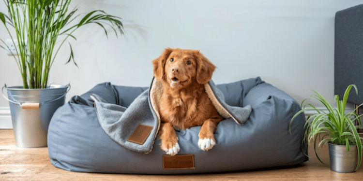 Reasons To Get a Pet