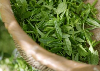 6 Reasons Why You Should Shop Red Dragon Kratom Online