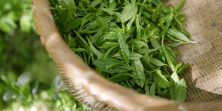 6 Reasons Why You Should Shop Red Dragon Kratom Online