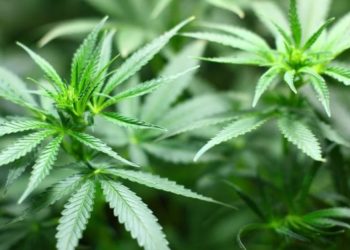 Does Oochie Wally Offer A Great Delta 8 Experience?