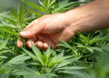 5 Reasons Why CBD Makes For A Great Gift