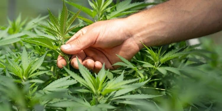 5 Reasons Why CBD Makes For A Great Gift