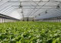 How to get started with greenhouse gardening