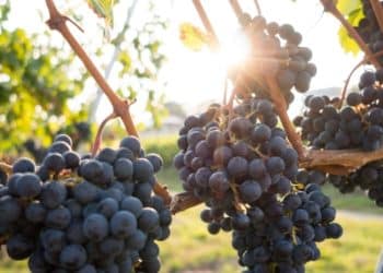 The reality of organic wine: According to the wine specialists