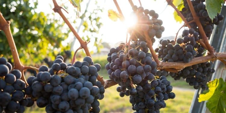 The reality of organic wine: According to the wine specialists