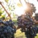 The reality of organic wine: According to the wine specialists