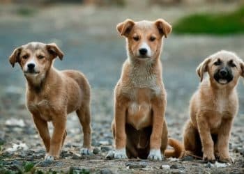 How Dogs Are Helping To Beat Cancer