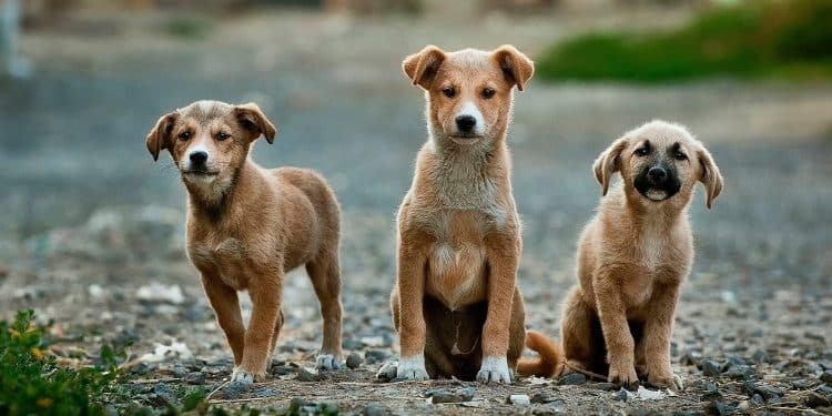 How Dogs Are Helping To Beat Cancer