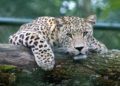What to Expect when Volunteering with Animals