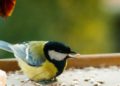 How to Attract Wildlife to Your Garden this Spring