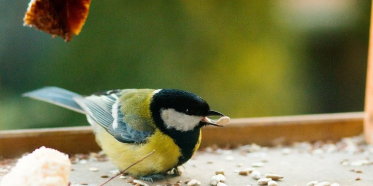 How to Attract Wildlife to Your Garden this Spring