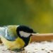 How to Attract Wildlife to Your Garden this Spring