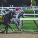 How to Leverage Analytics for an Edge in Horse Betting