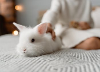 What Does Rabbit Insurance Cover?