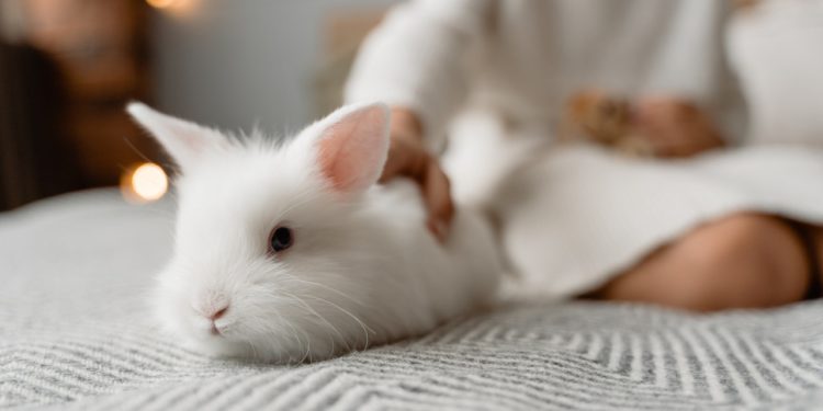 What Does Rabbit Insurance Cover?