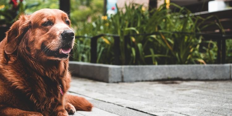 Do senior dogs need special food?