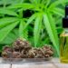 The Power of CBD: Uncovering the Truth Behind This Healing Compound