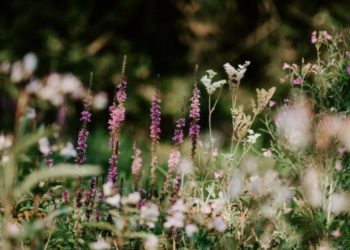 Seeking total escapism? Let’s give your garden a tropical twist 