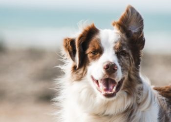 The 3 Tips On When And How To Switch Your Dog’s Food