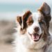 The 3 Tips On When And How To Switch Your Dog’s Food
