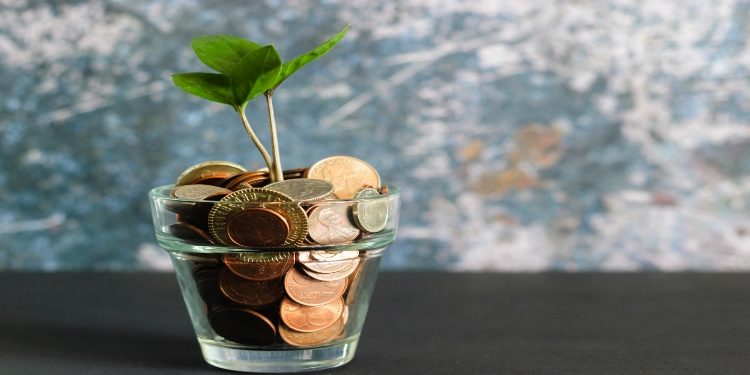 Green plant in a vase with coins