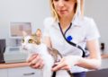 Veterinary Practices and Digital Business Cards: Enhancing Patient Care