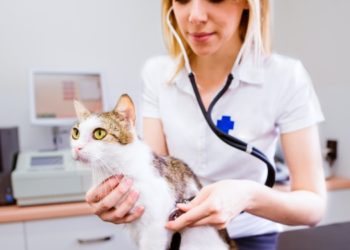 Veterinary Practices and Digital Business Cards: Enhancing Patient Care