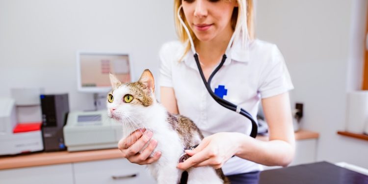Veterinary Practices and Digital Business Cards: Enhancing Patient Care