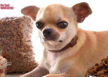 Some Essential Pet Accessories that Are Needed for Better Pet Care