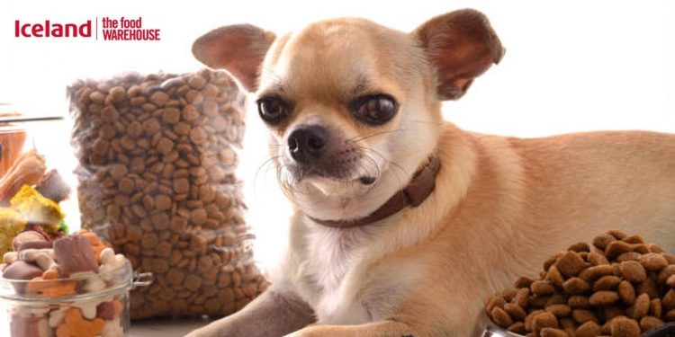 Some Essential Pet Accessories that Are Needed for Better Pet Care