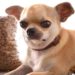 Some Essential Pet Accessories that Are Needed for Better Pet Care