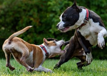 Top 3 Dog Bite Attorneys in Grand Prairie TX