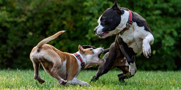 Top 3 Dog Bite Attorneys in Grand Prairie TX