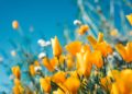 Gardening through the Seasons: A Year-Round Guide to Outdoor Bliss