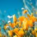 Gardening through the Seasons: A Year-Round Guide to Outdoor Bliss