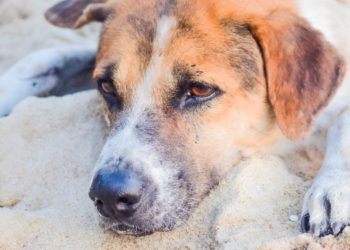 Why Your Dog Is Vomiting Blood: Causes, Symptoms, and Treatment