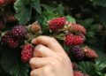 Understanding the Lifecycle of a Blackberry Plant