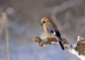 Preserving Biodiversity without Bird Nuisance