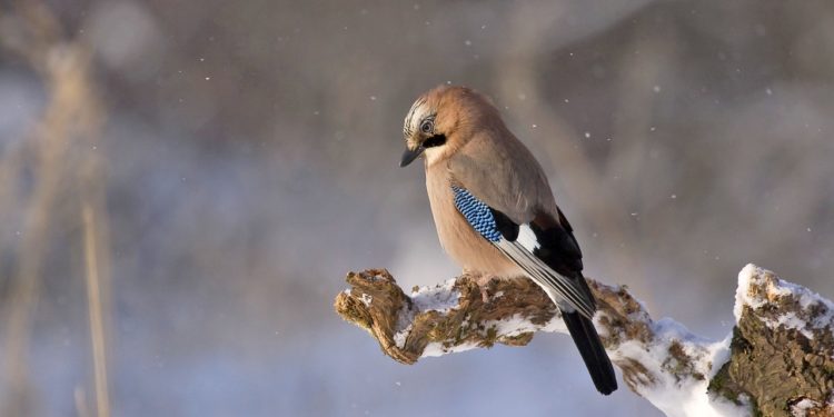 Preserving Biodiversity without Bird Nuisance