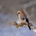 Preserving Biodiversity without Bird Nuisance