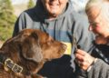 The Training Process: How Personal Protection Dogs Are Molded into Guardians