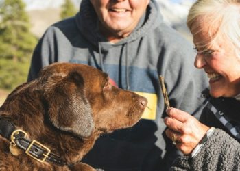 The Training Process: How Personal Protection Dogs Are Molded into Guardians