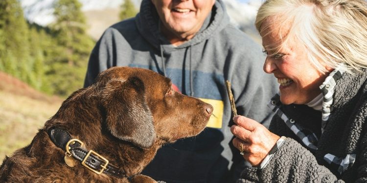 The Training Process: How Personal Protection Dogs Are Molded into Guardians
